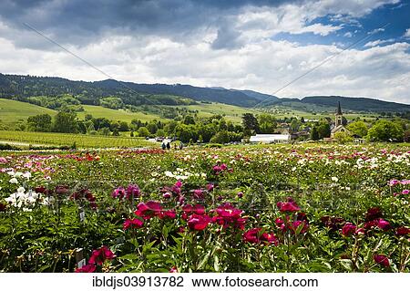 Stock Image - "Flowers, behindg Laufen with the church of St. John, Sulzburg, Markgraflerland, Black Forest, Baden-Wuerttemberg, Germany, Europe". Fotosearch