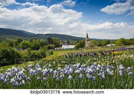 Stock Photo - "Flowers, behindg Laufen with the church of St. John, Sulzburg, Markgraflerland, Black Forest, Baden-Wuerttemberg, Germany, Europe". Fotosearch