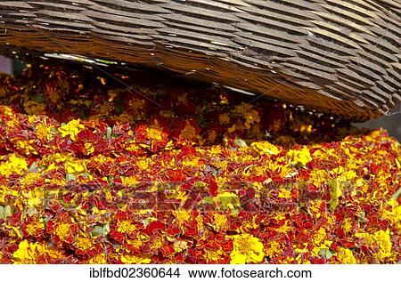 Picture - "Flowers for sale at the local market in Mysore, India, Asia". Fotosearch