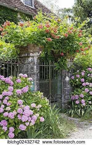 Stock Image - "Flowers growing around fence, Curemonte, labelled Les Plus Beaux Villages de France, Dordogne valley, Correze, Limousin, France, Europe". Fotosearch