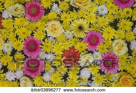 "Flowers in a little pond in the Casa Andalusi, Cordoba, Cordoba province, Andalusia, Spain, Europe" View Large Photo Image Stock Photo - "Flowers in a little pond in the Casa Andalusi, Cordoba, Cordoba province, Andalusia, Spain, Europe". Fotosearch