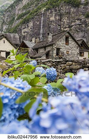 "Flowers in front of the hamlet of Sonlert, Bavona Valley, Val Bavona, Maggia Valley, Valle Maggia, Ticino, Switzerland, Europe" View Large Photo Image Stock Photograph - "Flowers in front of the hamlet of Sonlert, Bavona Valley, Val Bavona, Maggia Valley, Valle Maggia, Ticino, Switzerland, Europe". Fotosearch