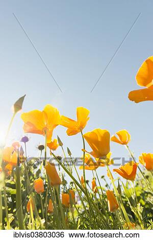 Flowers in sunlight growing in garden View Large Photo Image Stock Photograph - Flowers in sunlight growing in garden. Fotosearch