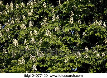 Flowers of a horse chestnut (Aesculus hippocastanum) View Large Photo Image Stock Image - Flowers of a horse chestnut (Aesculus hippocastanum). Fotosearch