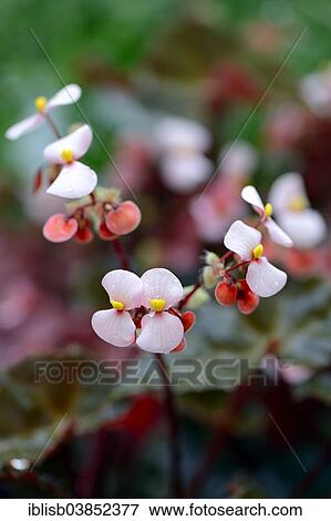 "Flowers of an Eyelash Begonia (Begonia bowerae), native to Central America" View Large Photo Image Stock Photo - "Flowers of an Eyelash Begonia (Begonia bowerae), native to Central America". Fotosearch