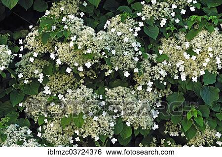 "Flowers of Climbing Hydrangea (Hydrangea petiolaris), Salzburg, Salzburg State, Austria, Europe" View Large Photo Image Stock Photograph - "Flowers of Climbing Hydrangea (Hydrangea petiolaris), Salzburg, Salzburg State, Austria, Europe". Fotosearch