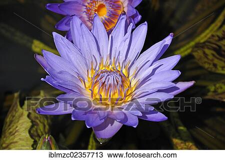 Stock Image - "Flowers of the blue water lily (Nymphaea sp. ), Botanical Gardens, Erlangen, Middle Franconia, Bavaria, Germany, Europe". Fotosearch