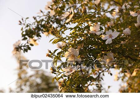 "Flowers of the Dog Rose (Rosa canina) in evening light, Lommatzscher Pflege area, Saxony, Germany, Europe" View Large Photo Image Picture - "Flowers of the Dog Rose (Rosa canina) in evening light, Lommatzscher Pflege area, Saxony, Germany, Europe". Fotosearch