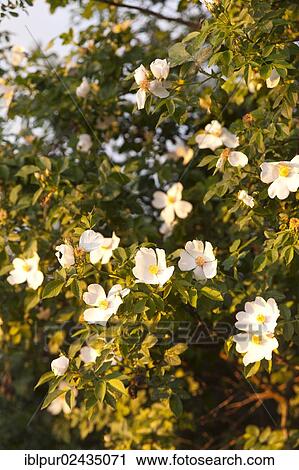 "Flowers of the Dog Rose (Rosa canina) in the evening light, Lommatzscher Pflege area, Saxony, Germany, Europe" View Large Photo Image Stock Image - "Flowers of the Dog Rose (Rosa canina) in the evening light, Lommatzscher Pflege area, Saxony, Germany, Europe". Fotosearch