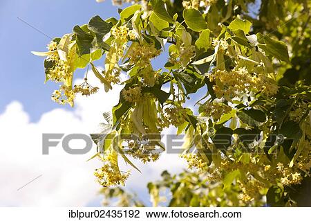 "Flowers of the small-leaved Lime (Tilia cordata), Coswig, Saxony, Germany, Europe" View Large Photo Image Stock Image - "Flowers of the small-leaved Lime (Tilia cordata), Coswig, Saxony, Germany, Europe". Fotosearch