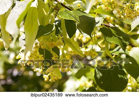 Stock Photo - "Flowers of the Small-leaved lime (Tilia cordata), Coswig, Saxony, Germany, Europe". Fotosearch