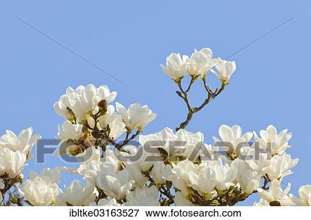 Flowers of the Yulan Magnolia (Magnolia denudata) View Large Photo Image Stock Photo - Flowers of the Yulan Magnolia (Magnolia denudata). Fotosearch