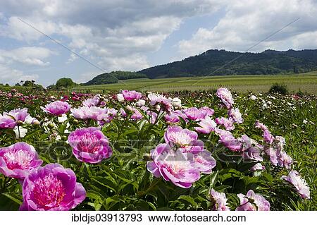"Flowers, Sulzburg, Markgraflerland, Black Forest, Baden-Wuerttemberg, Germany, Europe" View Large Photo Image Stock Image - "Flowers, Sulzburg, Markgraflerland, Black Forest, Baden-Wuerttemberg, Germany, Europe". Fotosearch