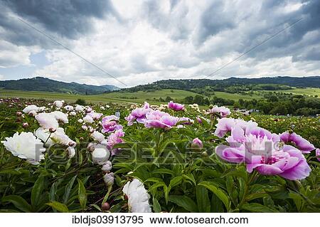 Stock Photography - "Flowers, Sulzburg, Markgraflerland, Black Forest, Baden-Wuerttemberg, Germany, Europe". Fotosearch