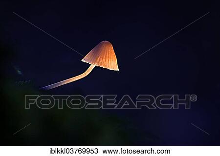 Stock Image - "Fluffy-haired Conocybe (Conocybe digit alina) on a tree stump, Unterallgau, Bavaria, Germany, Europe". Fotosearch