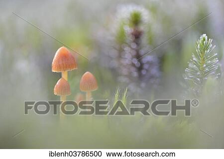 "Fluffy-haired Conocybe (Conocybe digitalina), Emsland, Lower Saxony, Germany, Europe" View Large Photo Image Stock Image - "Fluffy-haired Conocybe (Conocybe digitalina), Emsland, Lower Saxony, Germany, Europe". Fotosearch