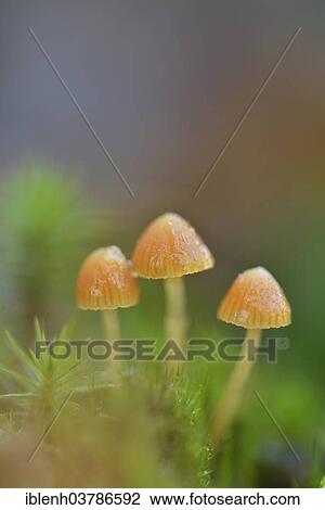 Stock Image - "Fluffy-haired Conocybe (Conocybe digitalina), Emsland, Lower Saxony, Germany, Europe". Fotosearch