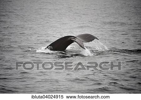 "Fluke, Humpback Wale (Megaptera novaeangliae), Gloucester, Massachusetts, USA" View Large Photo Image Stock Photography - "Fluke, Humpback Wale (Megaptera novaeangliae), Gloucester, Massachusetts, USA". Fotosearch