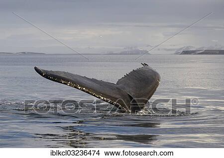 "Fluke of a diving Humpback Whale (Megaptera novaeangliae), Hinlopenstretet, Spitsbergen Island, Svalbard Archipelago, Svalbard and Jan Mayen, Norway, Europe" View Large Photo Image Picture - "Fluke of a diving Humpback Whale (Megaptera novaeangliae), Hinlopenstretet, Spitsbergen Island, Svalbard Archipelago, Svalbard and Jan Mayen, Norway, Europe". Fotosearch