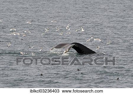 "Fluke of a diving Humpback Whale (Megaptera novaeangliae), surrounded by seagulls, Hinlopenstretet, Spitsbergen Island, Svalbard Archipelago, Svalbard and Jan Mayen, Norway, Europe" View Large Photo Image Stock Image - "Fluke of a diving Humpback Whale (Megaptera novaeangliae), surrounded by seagulls, Hinlopenstretet, Spitsbergen Island, Svalbard Archipelago, Svalbard and Jan Mayen, Norway, Europe". Fotosearch