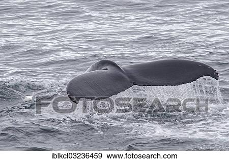 "Fluke of a diving Humpback Whale (Megaptera novaeangliae), Hinlopenstretet, Spitsbergen Island, Svalbard Archipelago, Svalbard and Jan Mayen, Norway, Europe" View Large Photo Image Stock Photo - "Fluke of a diving Humpback Whale (Megaptera novaeangliae), Hinlopenstretet, Spitsbergen Island, Svalbard Archipelago, Svalbard and Jan Mayen, Norway, Europe". Fotosearch
