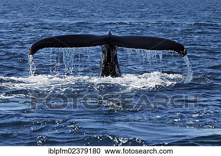 "Fluke of a Humpback whale (Megaptera novaeangliae), Husavik, Iceland, Europe" View Large Photo Image Stock Image - "Fluke of a Humpback whale (Megaptera novaeangliae), Husavik, Iceland, Europe". Fotosearch