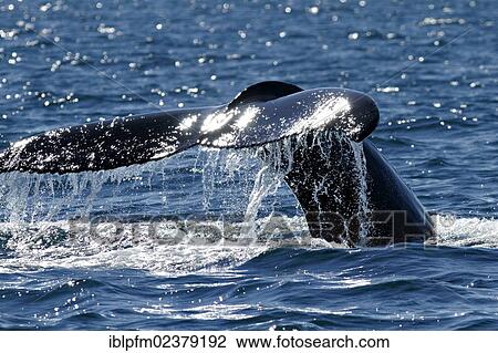 Stock Image - "Fluke of a Humpback whale (Megaptera novaeangliae), Husavik, Iceland, Europe". Fotosearch