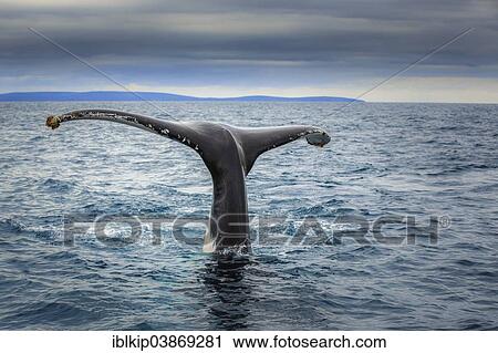 Stock Image - "Fluke of a Southern Right Whale (Eubalaena australis), near Busselton, Western Australia". Fotosearch