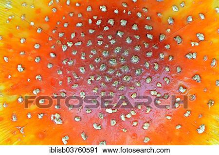 "Fly Agaric (Amanita muscaria), cap, close-up, Brandenburg, Germany, Europe" View Large Photo Image Stock Image - "Fly Agaric (Amanita muscaria), cap, close-up, Brandenburg, Germany, Europe". Fotosearch