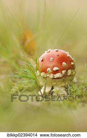 "Fly Agaric (Amanita muscaria), near Boxberg, Saxony, Germany, Europe" View Large Photo Image Picture - "Fly Agaric (Amanita muscaria), near Boxberg, Saxony, Germany, Europe". Fotosearch