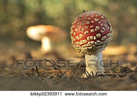 "Fly Agaric (Amanita muscaria), near Boxberg, Saxony, Germany, Europe" View Large Photo Image Stock Image - "Fly Agaric (Amanita muscaria), near Boxberg, Saxony, Germany, Europe". Fotosearch