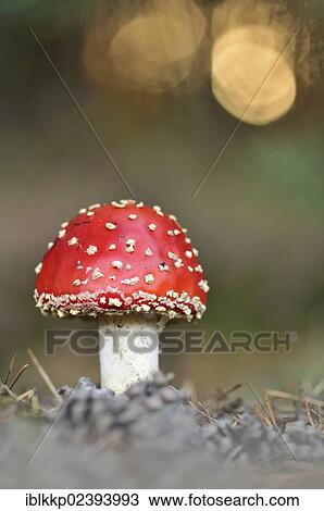 Stock Image - "Fly Agaric (Amanita muscaria), near Boxberg, Saxony, Germany, Europe". Fotosearch
