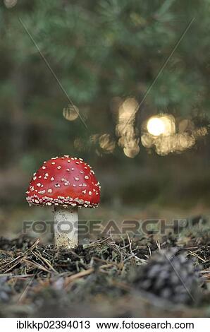 "Fly Agaric (Amanita muscaria), near Boxberg, Saxony, Germany, Europe" View Large Photo Image Stock Image - "Fly Agaric (Amanita muscaria), near Boxberg, Saxony, Germany, Europe". Fotosearch