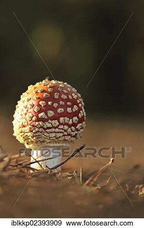 "Fly Agaric (Amanita muscaria), near Boxberg, Saxony, Germany, Europe" View Large Photo Image Stock Photo - "Fly Agaric (Amanita muscaria), near Boxberg, Saxony, Germany, Europe". Fotosearch