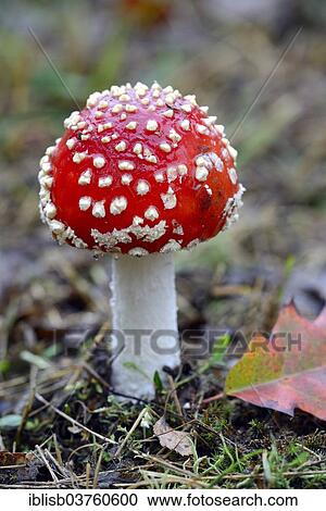 "Fly Agaric (Amanita muscaria), Brandenburg, Germany, Europe" View Large Photo Image Stock Image - "Fly Agaric (Amanita muscaria), Brandenburg, Germany, Europe". Fotosearch