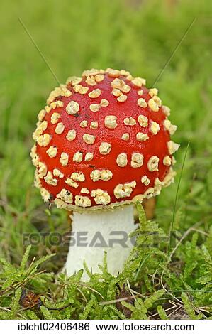 "Fly Agaric (Amanita muscaria), toadstool, poisonous mushroom, North Rhine-Westphalia, Germany, Europe" View Large Photo Image Stock Photograph - "Fly Agaric (Amanita muscaria), toadstool, poisonous mushroom, North Rhine-Westphalia, Germany, Europe". Fotosearch