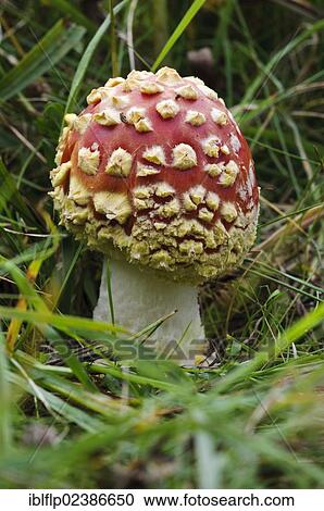 "Fly Agaric (Amanita muscaria), young fruiting body, growing amongst grass, Anston Stones Wood, South Yorkshire, England, United Kingdom, Europe" View Large Photo Image Stock Image - "Fly Agaric (Amanita muscaria), young fruiting body, growing amongst grass, Anston Stones Wood, South Yorkshire, England, United Kingdom, Europe". Fotosearch