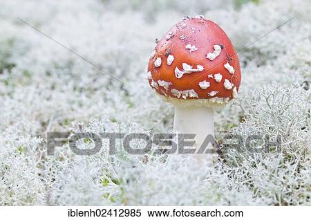 Fly Agaric mushroom (Amanita muscaria), Haren, Emsland, Lower Saxony, Germany, Europe View Large Photo Image Stock Photography - Fly Agaric mushroom (Amanita muscaria), Haren, Emsland, Lower Saxony, Germany, Europe. Fotosearch