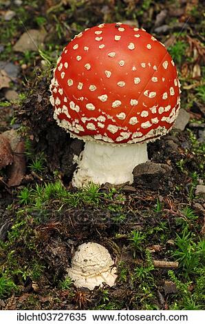 "Fly Agaric Mushroom (Amanita muscaria), North Rhine-Westphalia, Germany, Europe" View Large Photo Image Stock Photography - "Fly Agaric Mushroom (Amanita muscaria), North Rhine-Westphalia, Germany, Europe". Fotosearch