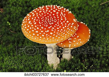 "Fly Agaric Mushrooms (Amanita muscaria), North Rhine-Westphalia, Germany, Europe" View Large Photo Image Stock Photo - "Fly Agaric Mushrooms (Amanita muscaria), North Rhine-Westphalia, Germany, Europe". Fotosearch