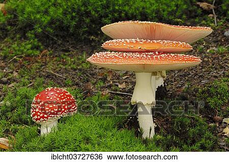 "Fly Agaric Mushrooms (Amanita muscaria), North Rhine-Westphalia, Germany, Europe" View Large Photo Image Stock Photograph - "Fly Agaric Mushrooms (Amanita muscaria), North Rhine-Westphalia, Germany, Europe". Fotosearch