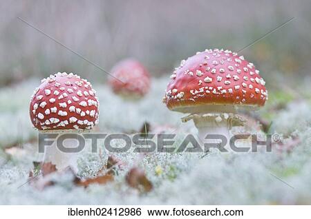 Stock Photograph - Fly Agaric mushrooms (Amanita muscaria), Haren, Emsland, Lower Saxony, Germany, Europe. Fotosearch