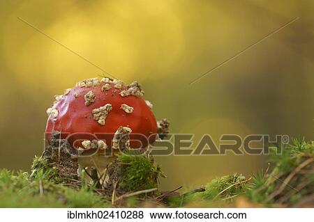 "Fly agaric or fly amanita (Amanita muscaria), toadstool, Bad Hersfeld, Hesse, Germany, Europe" View Large Photo Image Stock Photo - "Fly agaric or fly amanita (Amanita muscaria), toadstool, Bad Hersfeld, Hesse, Germany, Europe". Fotosearch