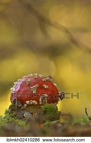 "Fly agaric or fly amanita (Amanita muscaria), toadstool, Bad Hersfeld, Hesse, Germany, Europe" View Large Photo Image Stock Photograph - "Fly agaric or fly amanita (Amanita muscaria), toadstool, Bad Hersfeld, Hesse, Germany, Europe". Fotosearch