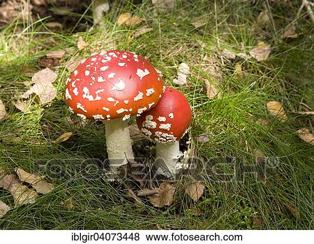 Fly Agarics (Amanita muscaria) View Large Photo Image Stock Photo - Fly Agarics (Amanita muscaria). Fotosearch
