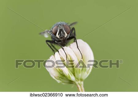 "Fly (Brachycera), Vulkaneifel district, Rhineland-Palatinate, Germany, Europe" View Large Photo Image Stock Image - "Fly (Brachycera), Vulkaneifel district, Rhineland-Palatinate, Germany, Europe". Fotosearch