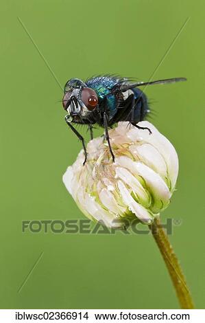 "Fly (Brachycera), with water drops, Vulkaneifel district, Rhineland-Palatinate, Germany, Europe" View Large Photo Image Picture - "Fly (Brachycera), with water drops, Vulkaneifel district, Rhineland-Palatinate, Germany, Europe". Fotosearch