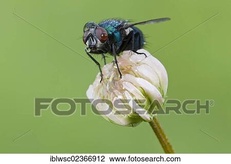 Stock Image - "Fly (Brachycera), with water drops, Vulkaneifel district, Rhineland-Palatinate, Germany, Europe". Fotosearch