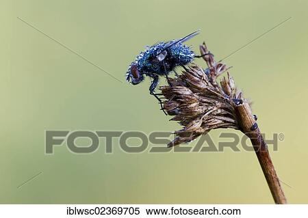 "Fly (Brachycera), with water drops, Vulkaneifel district, Rhineland-Palatinate, Germany, Europe" View Large Photo Image Stock Photography - "Fly (Brachycera), with water drops, Vulkaneifel district, Rhineland-Palatinate, Germany, Europe". Fotosearch