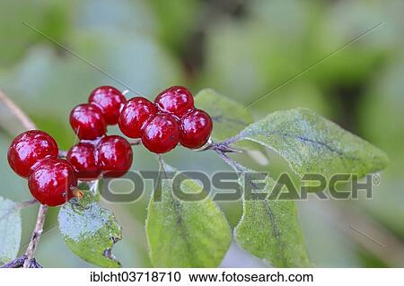 Stock Image - "Fly Honeysuckle, Dwarf Honeysuckle or Fly Woodbine (Lonicera xylosteum), fruits, Bavaria, Germany, Europe". Fotosearch